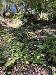 Lithophragma heterophyllum