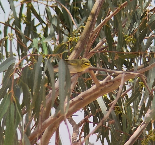 Wood Warbler