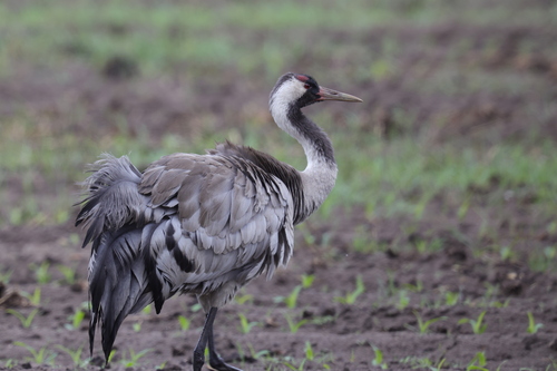 Grulla común (Grus grus)