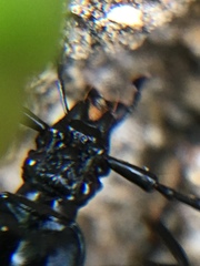 Scaphinotus interruptus