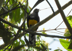 Trogon viridis