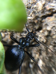 Scaphinotus interruptus