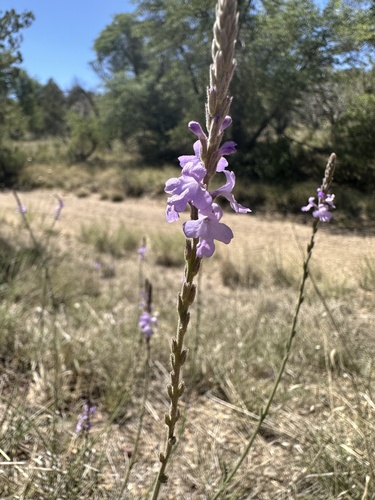 hillside vervain (Verbena neomexicana)