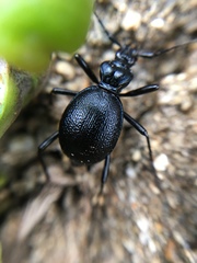 Scaphinotus interruptus