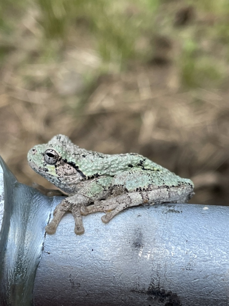 Cope's Gray Treefrog from Crooked Creek Rd, Mars Hill, NC, US on May 28 ...