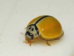 Oenopia divergens