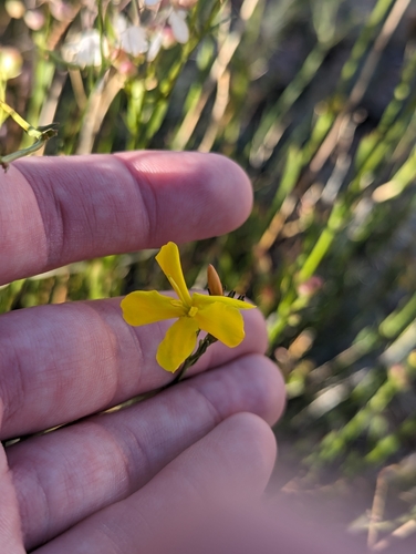Image of Menodora scabra by (c) Grant Mullen, some rights reserved (CC BY-SA)