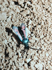 Chamaesphecia chalciformis