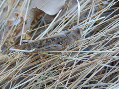 Rhammatocerus viatorius