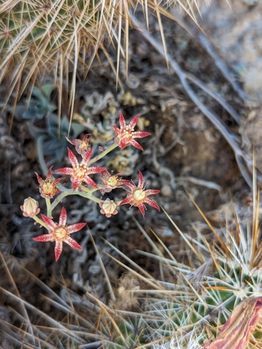 Image of Graptopetalum rusbyi by (c) Grant Mullen, some rights reserved (CC BY-SA)
