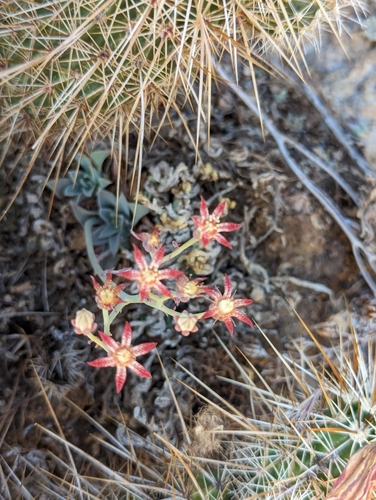 Graptopetalum rusbyi