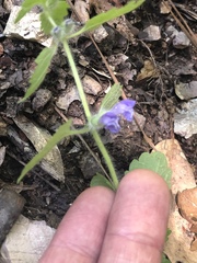 Scutellaria tuberosa