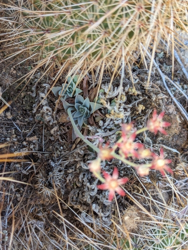 Graptopetalum rusbyi
