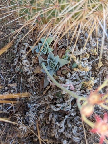 Image of Graptopetalum rusbyi by (c) Grant Mullen, some rights reserved (CC BY-SA)