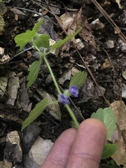 Scutellaria tuberosa
