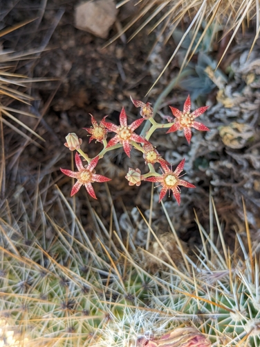 Image of Graptopetalum rusbyi by (c) Grant Mullen, some rights reserved (CC BY-SA)