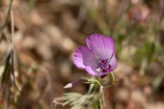 Clarkia cylindrica