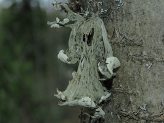 Ramalina sinensis