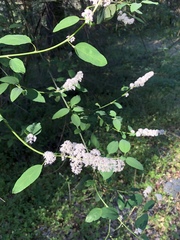 Ceanothus integerrimus