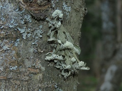 Ramalina sinensis