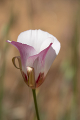 Calochortus simulans