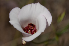 Calochortus simulans