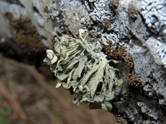 Ramalina sinensis