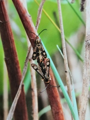 Chamaesphecia hungarica