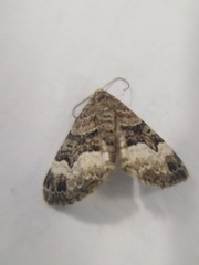 Xanthorhoe biriviata