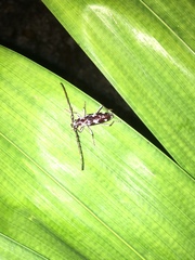 Elaphidion irroratum