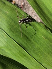 Elaphidion irroratum