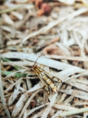 Chamaesphecia bibioniformis