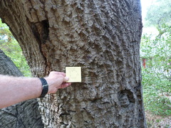 Quercus agrifolia agrifolia