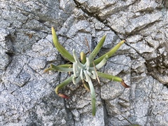 Dudleya densiflora