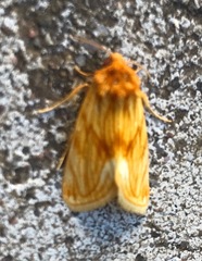 Cirrhophanus pretiosa