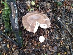 Amanita pekeoides