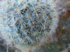 Mammillaria densispina