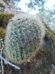 Mammillaria densispina