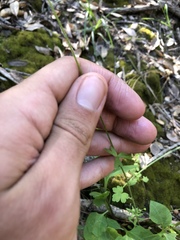 Lithophragma heterophyllum