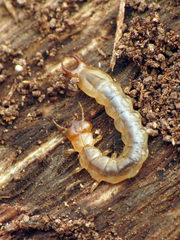 Dendroides canadensis