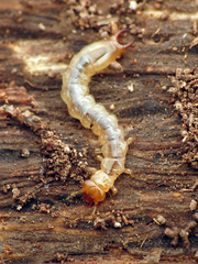 Dendroides canadensis