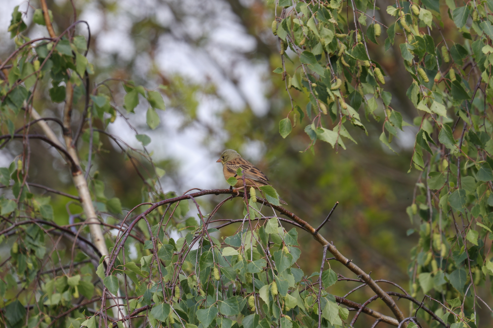 Ortolan Bunting