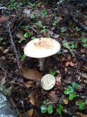 Amanita australis