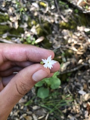Lithophragma heterophyllum