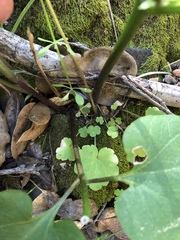 Lithophragma heterophyllum