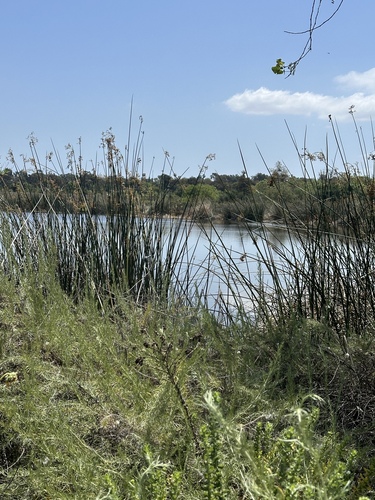iNaturalist observation photo of California bulrush