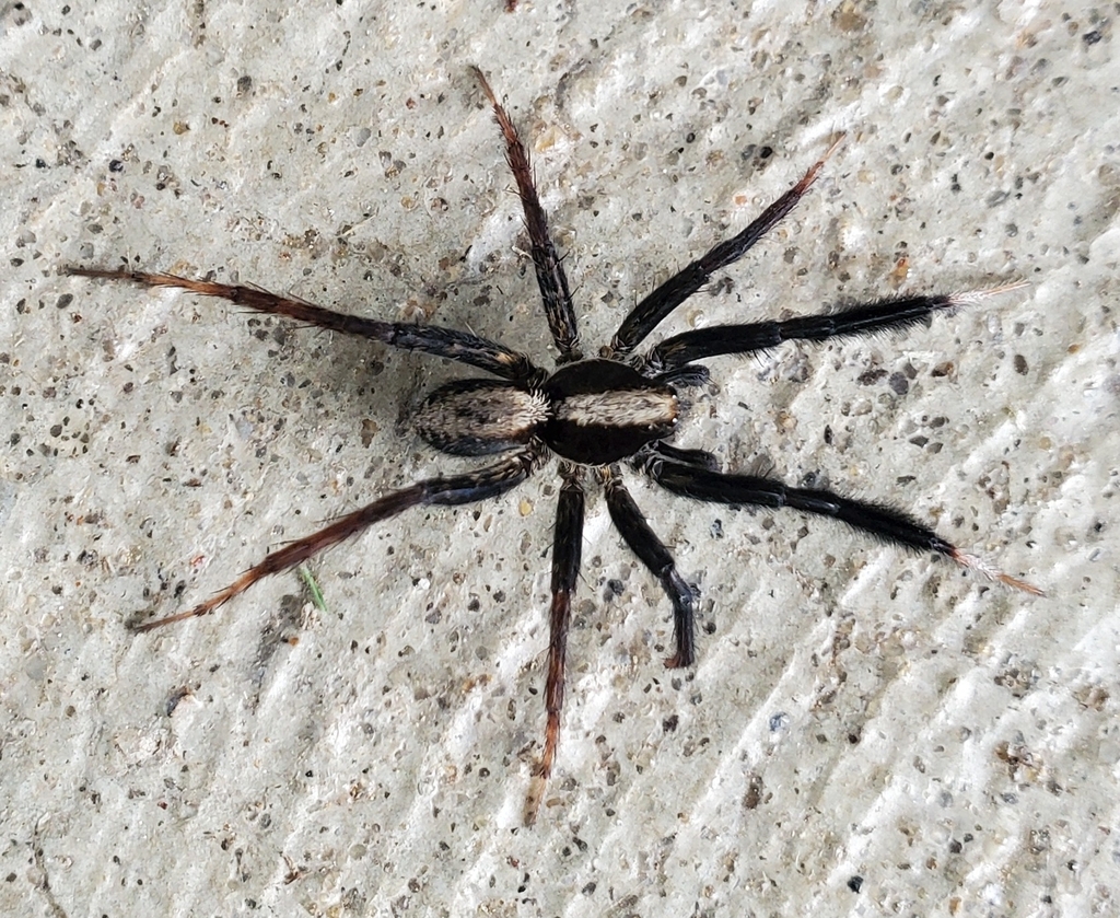 Brush-legged Split Wolf Spider from Carnot-Moon, PA 15108, USA on May ...