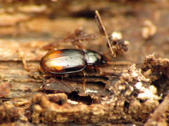 Mioptachys flavicauda