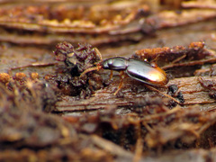 Mioptachys flavicauda