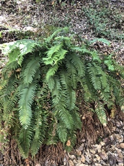 Polystichum imbricans curtum
